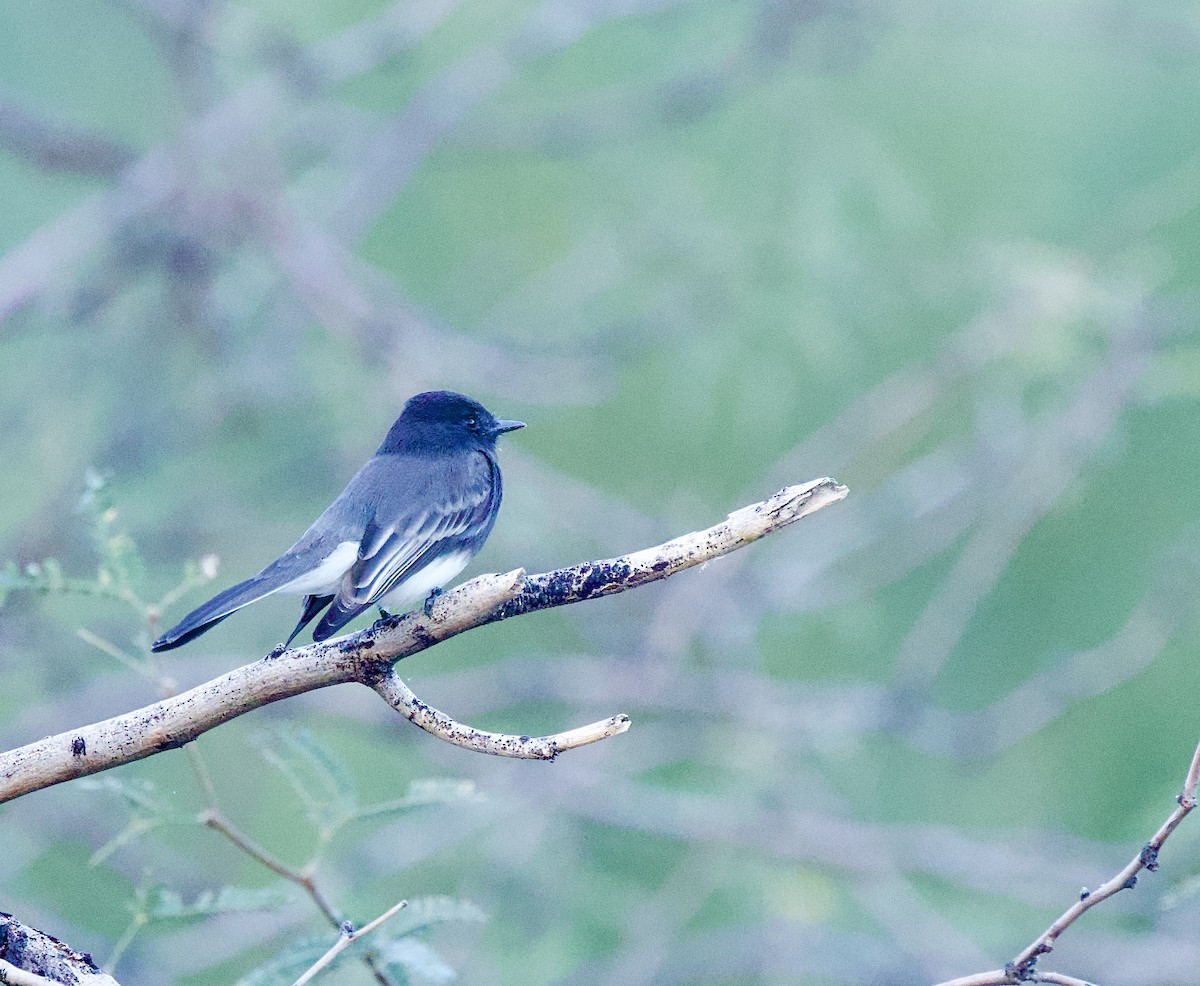 Kara Fibi - ML646861099