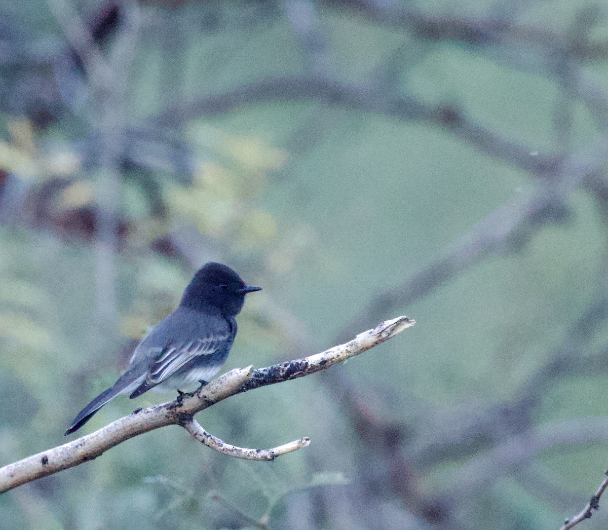 Kara Fibi - ML646861100