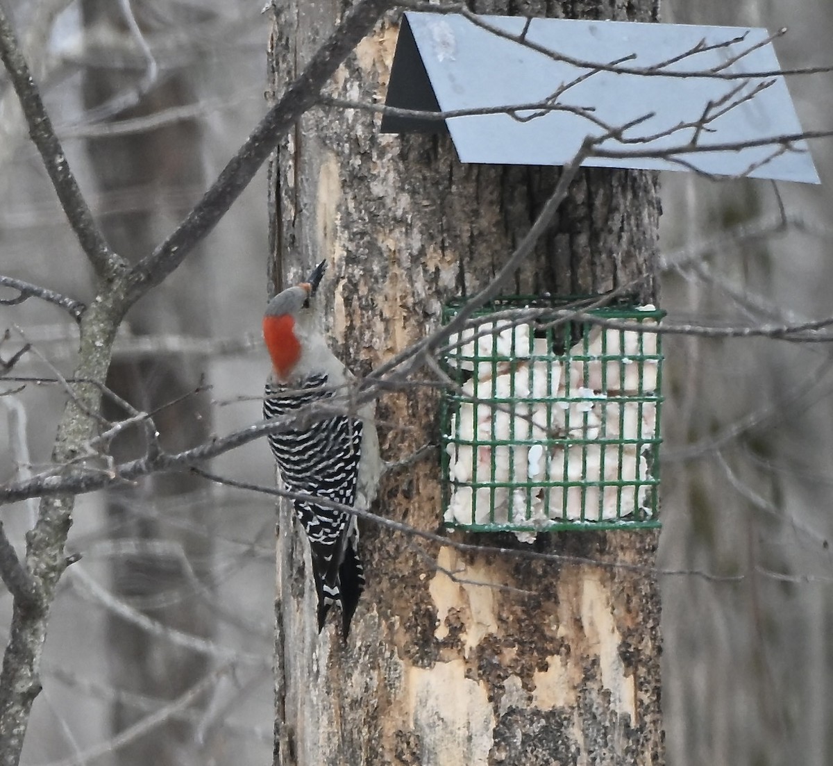 Red-bellied Woodpecker - ML646861103