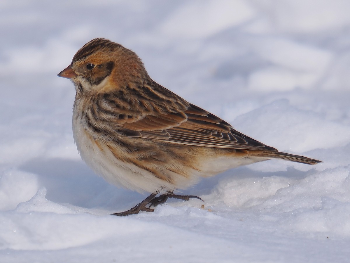 Лапландский подорожник - ML646861104