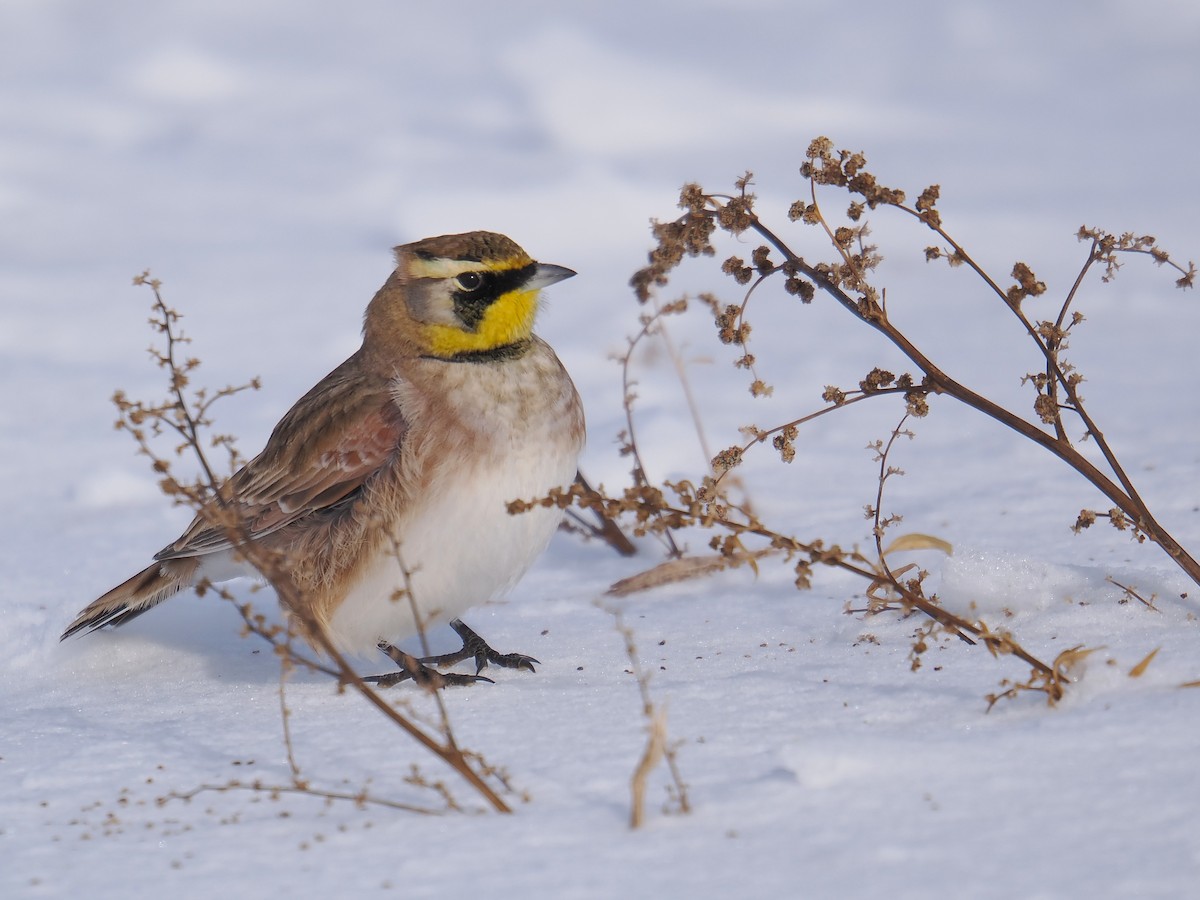 Рогатый жаворонок - ML646861108
