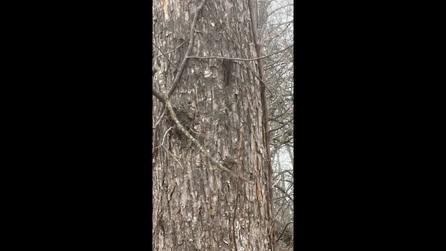 Американская пищуха - ML646861109