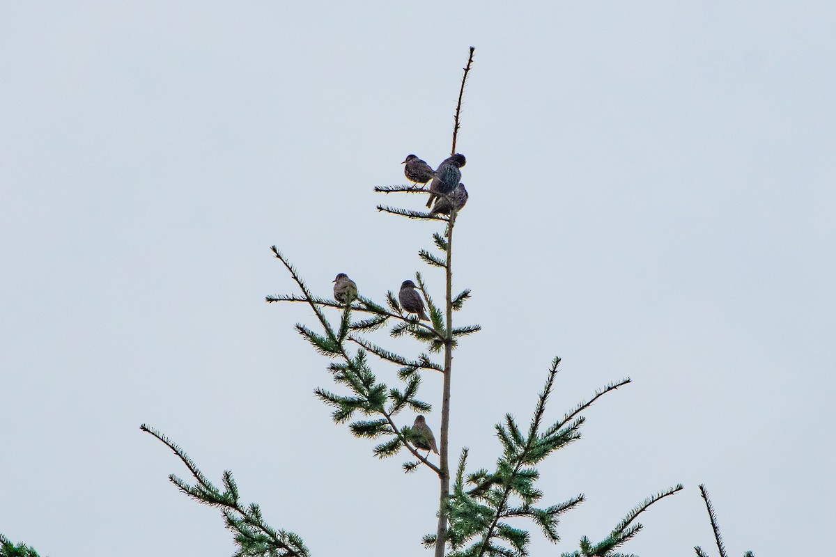 Шпак звичайний - ML646861111