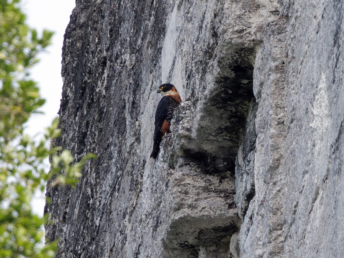 Turuncu Göğüslü Doğan - ML646861114