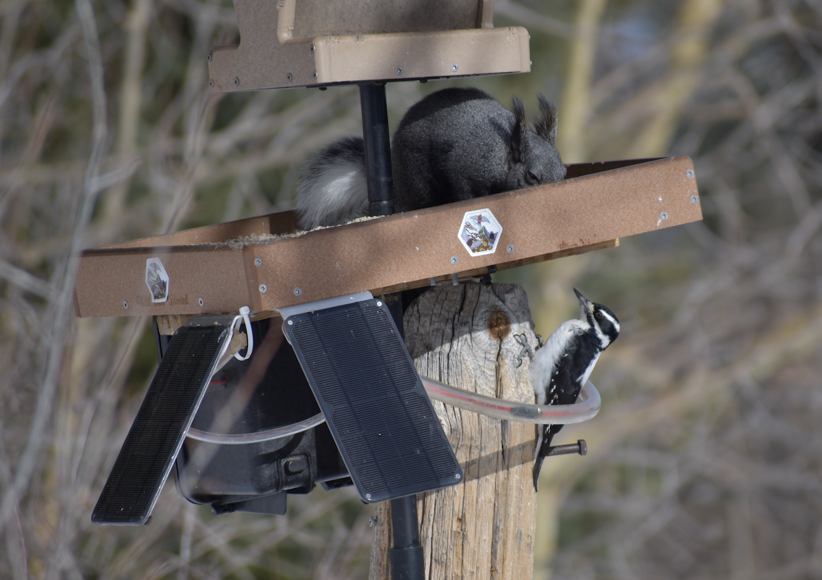 Hairy Woodpecker (Rocky Mts.) - ML646861115