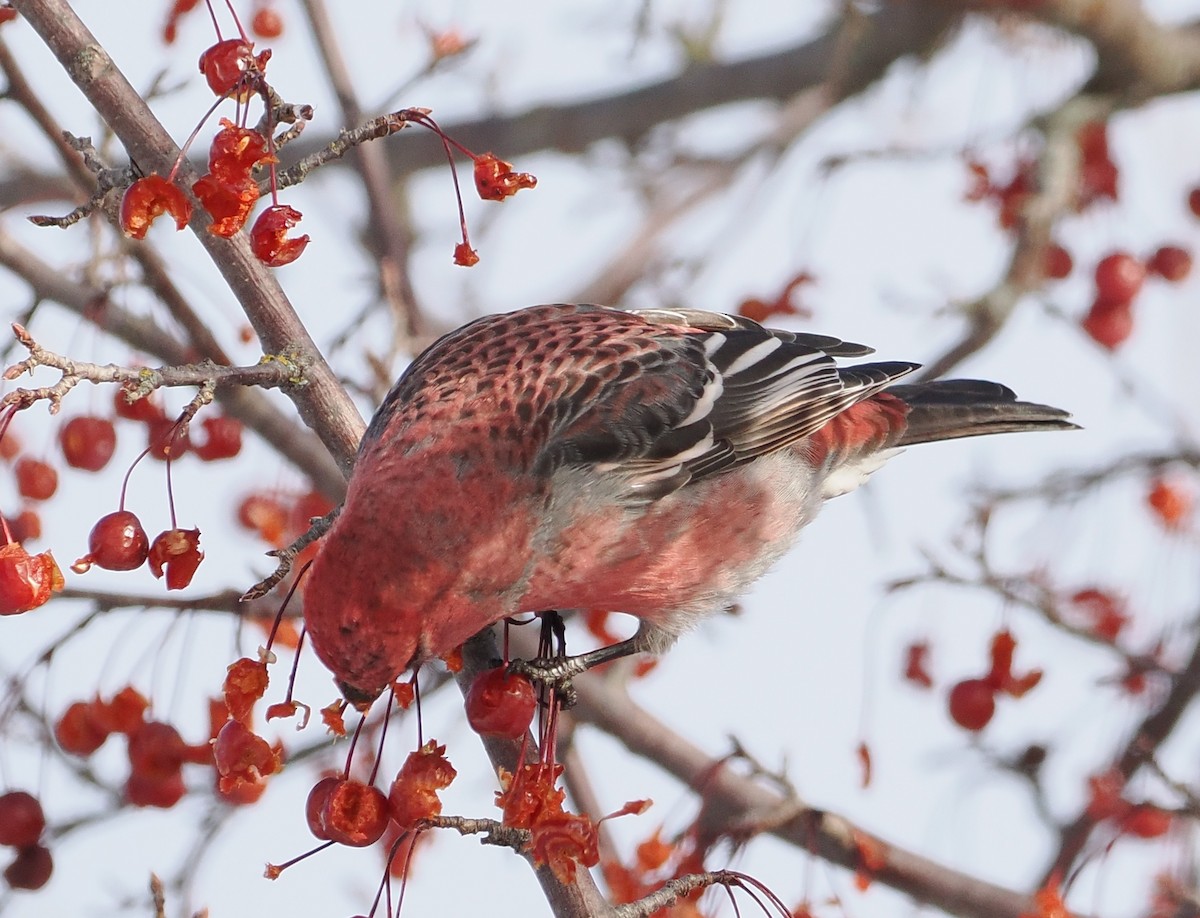 Pinu-gailupa - ML646861121