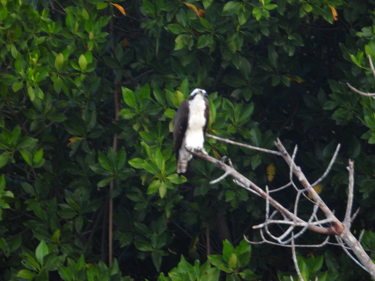 Osprey - ML646861122