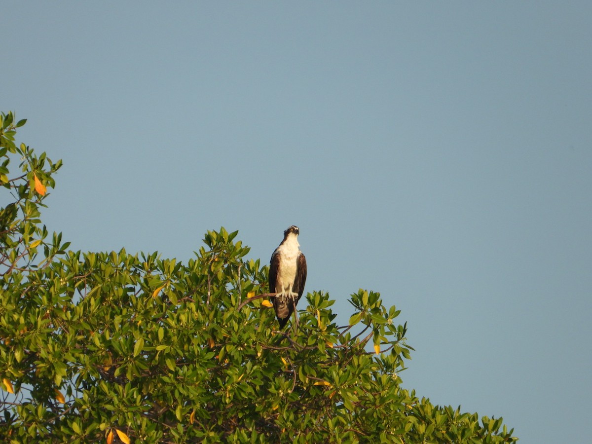 Osprey - ML646861123