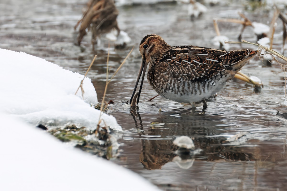 Agachadiza de Wilson - ML646861130