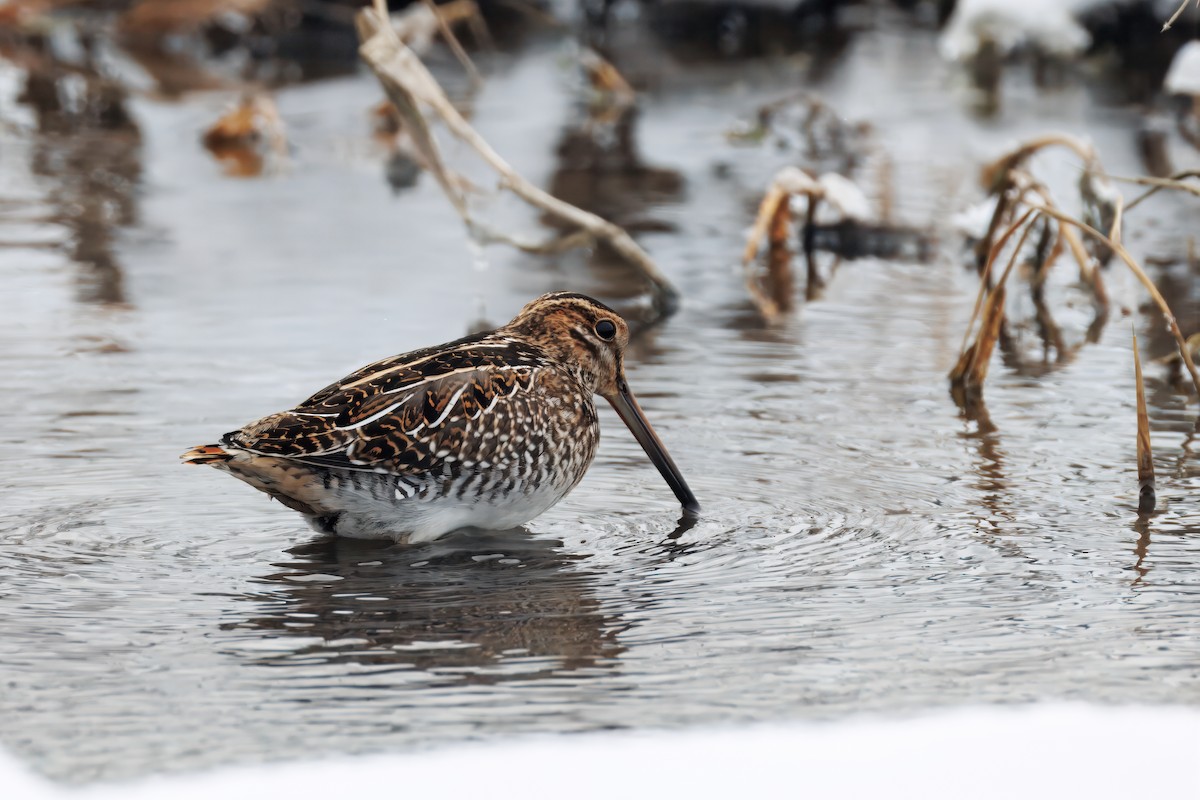 Agachadiza de Wilson - ML646861131