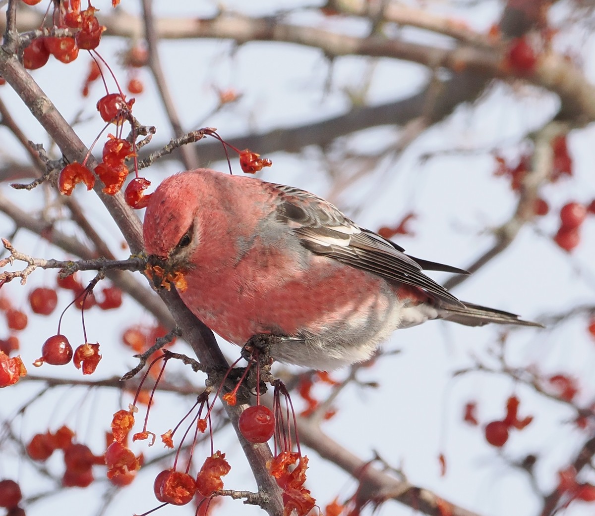 Pinu-gailupa - ML646861140