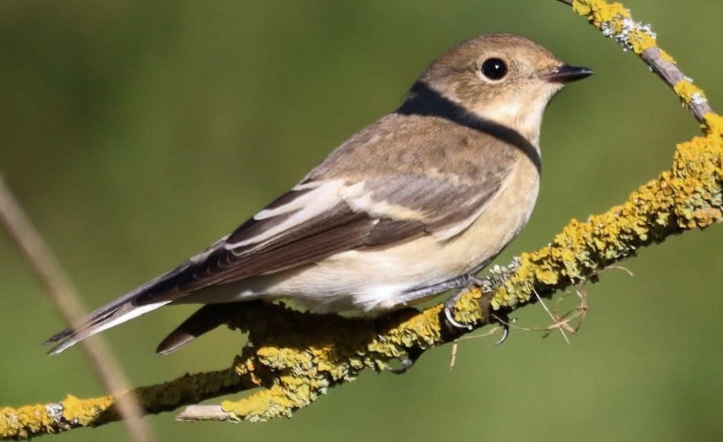 חטפית שחורת-עורף - ML646861141