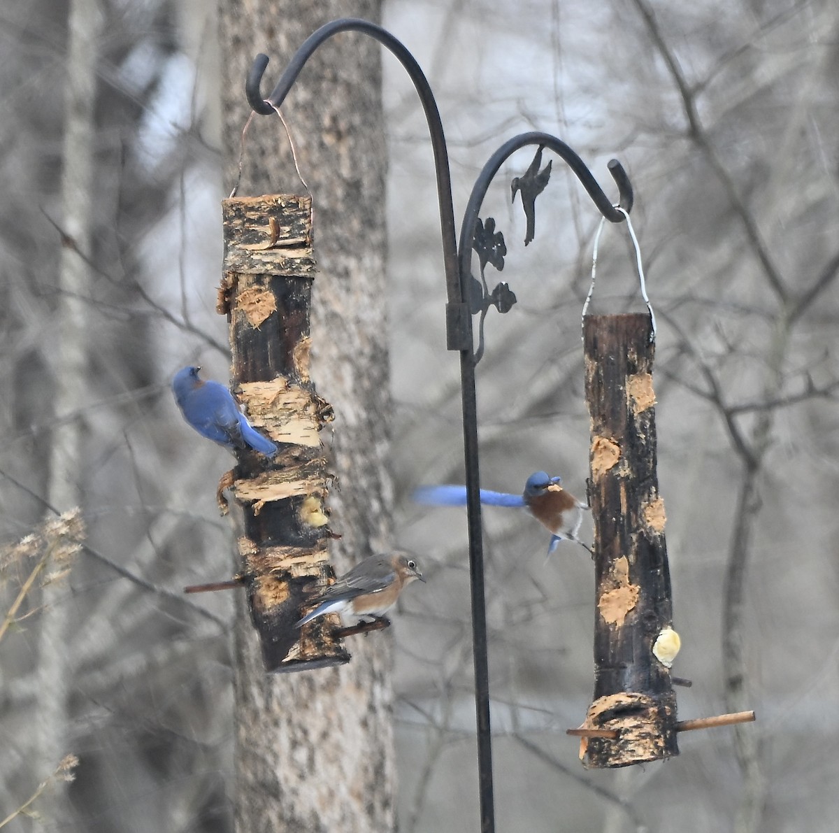 Eastern Bluebird - ML646861142