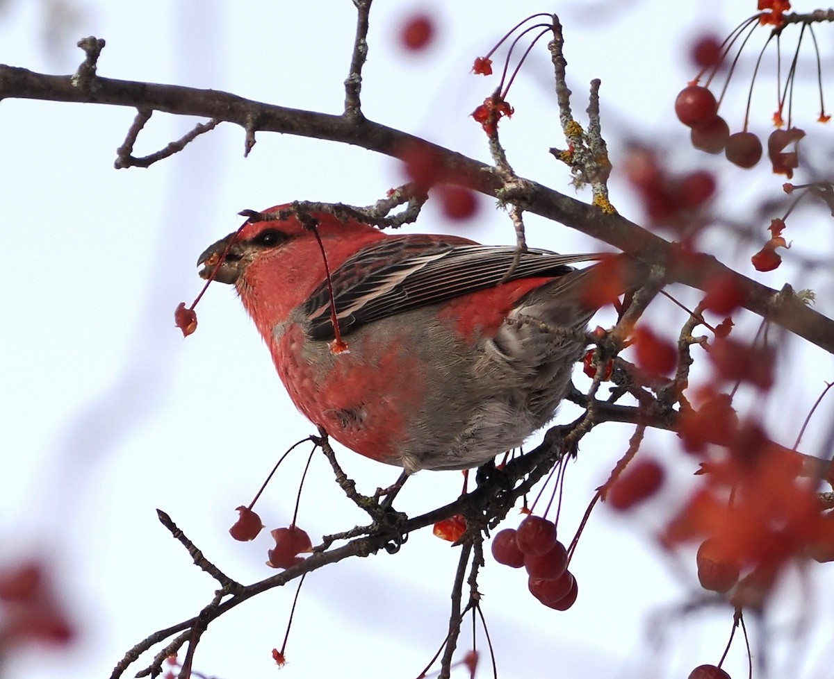 Pinu-gailupa - ML646861143