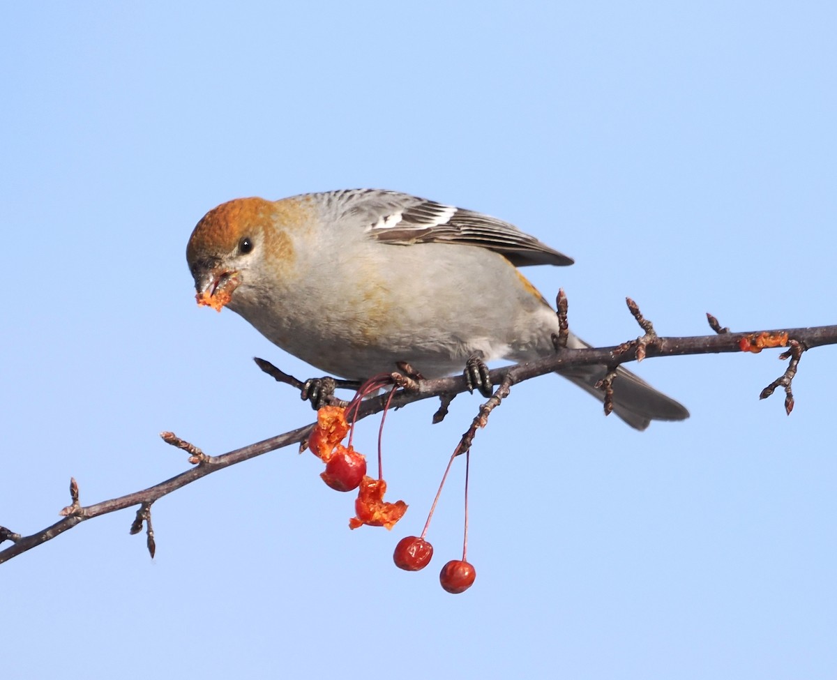 Pinu-gailupa - ML646861149