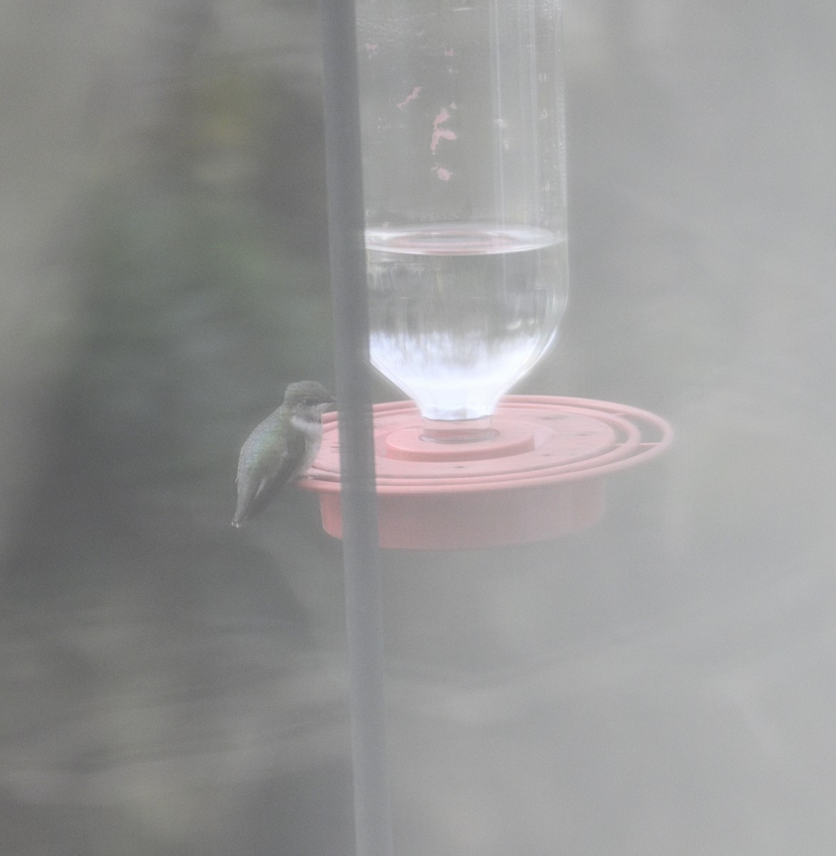 Ruby-throated Hummingbird - ML646861151