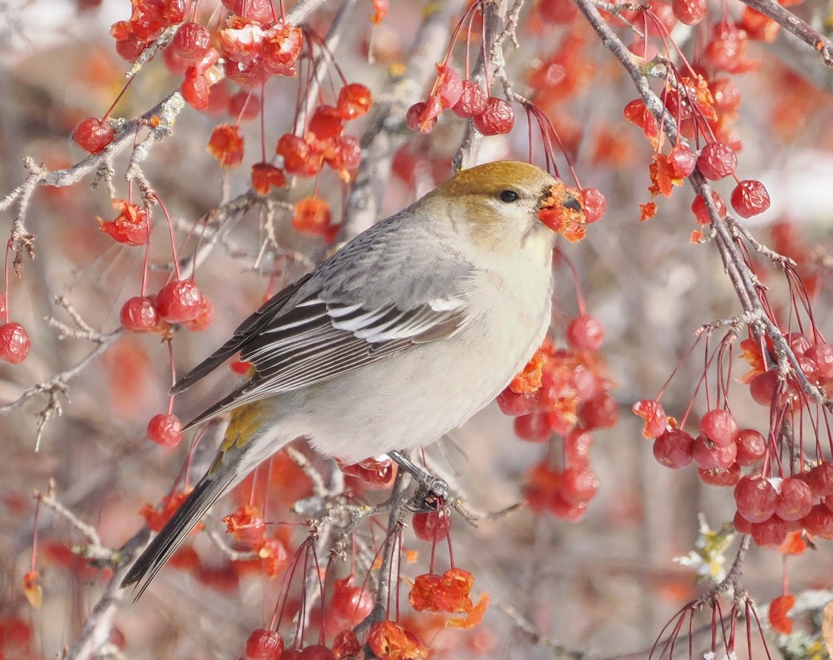 Pinu-gailupa - ML646861153