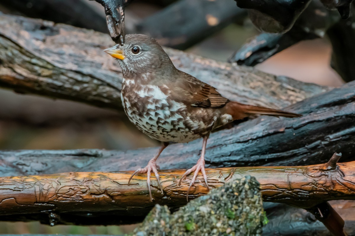 strnadec kaštanový - ML646861155