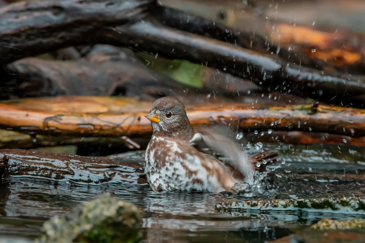 strnadec kaštanový - ML646861156