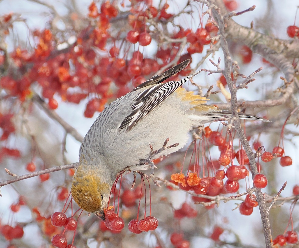 Pinu-gailupa - ML646861158