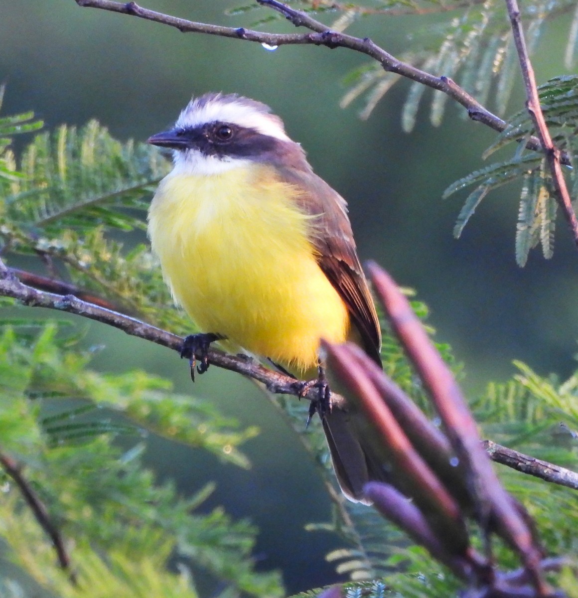 Bienteveo Sociable - ML646861160