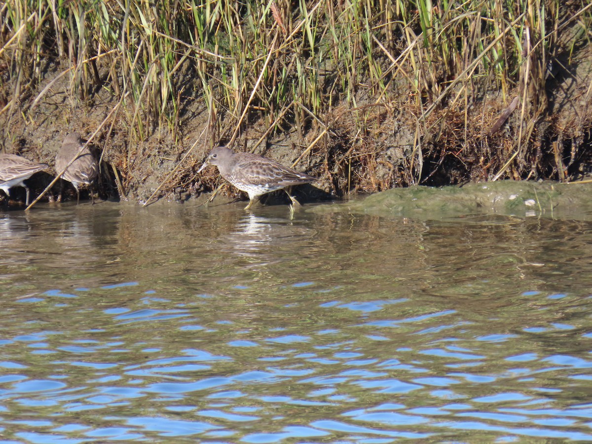 klippesnipe - ML646861162