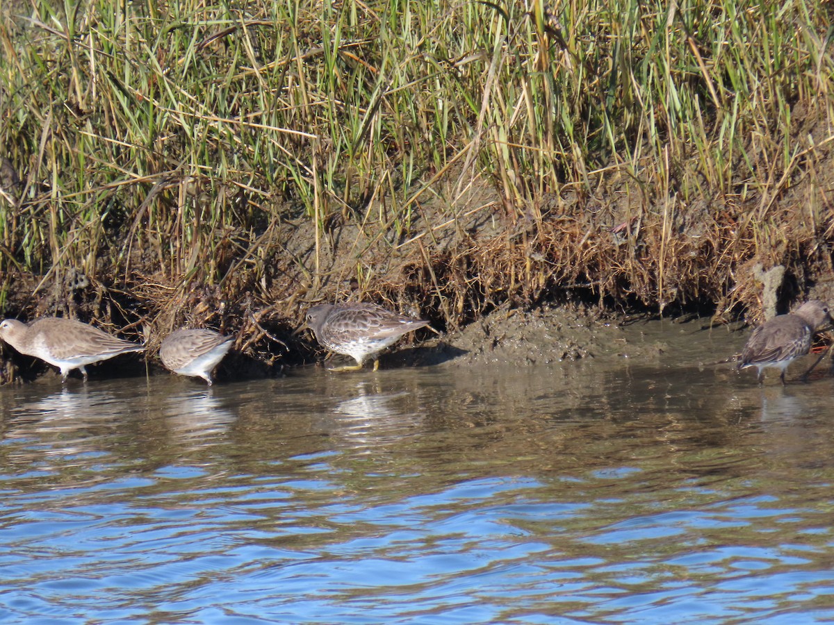 klippesnipe - ML646861163