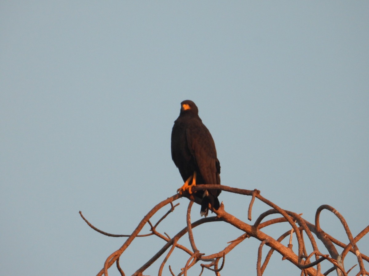 Common Black Hawk (Common) - ML646861166