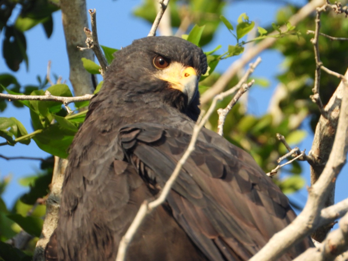 Common Black Hawk (Common) - ML646861167