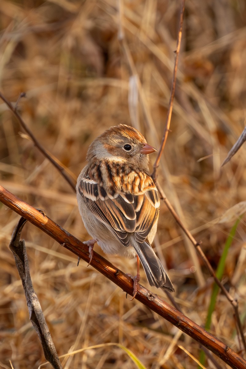 Field Sparrow - ML646861172
