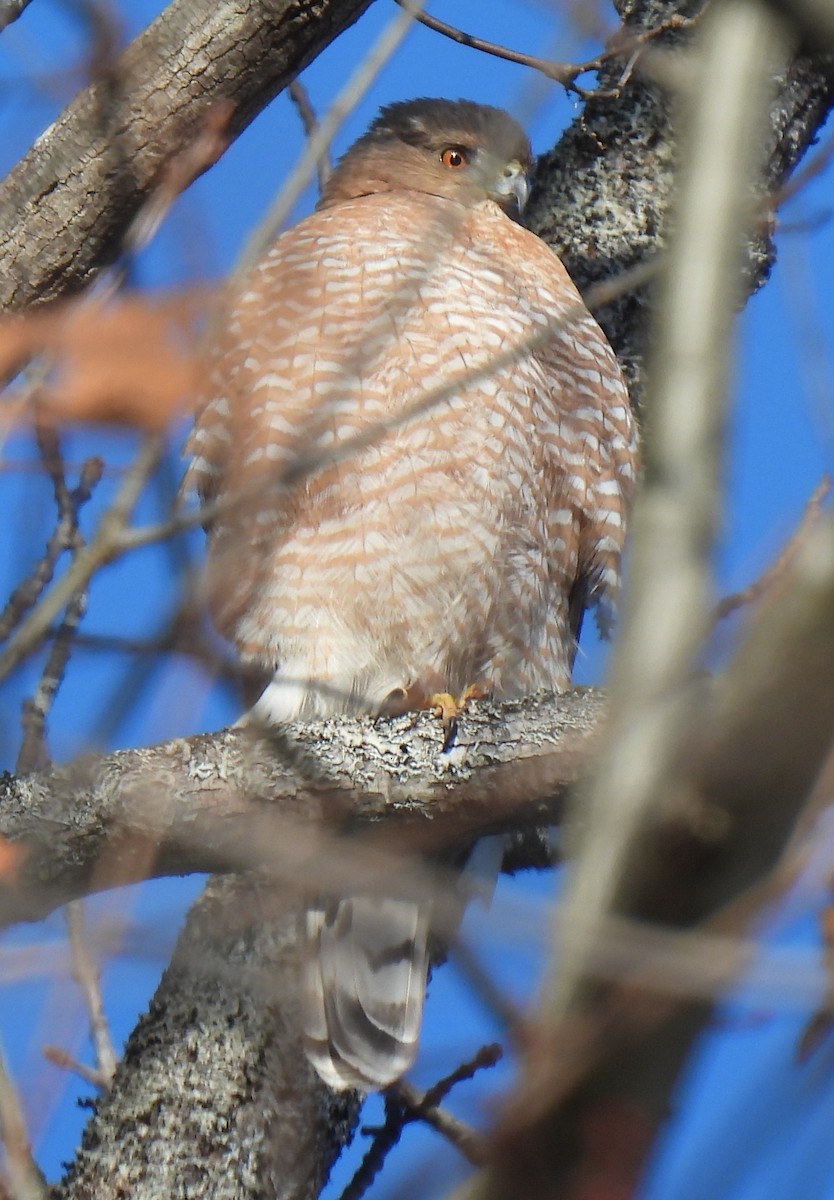 Cooper's Hawk - ML646861173