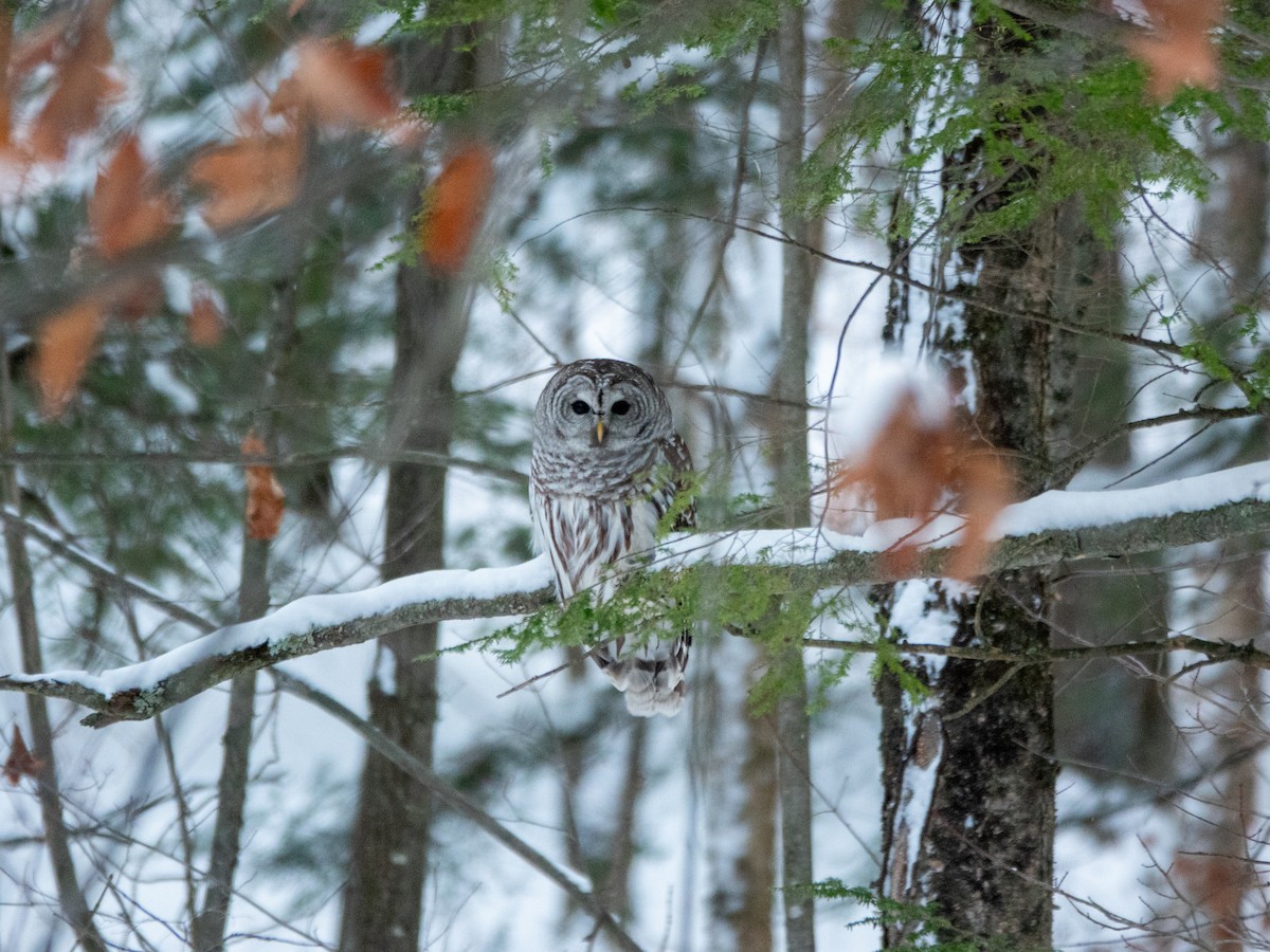 høvdingugle - ML646861174