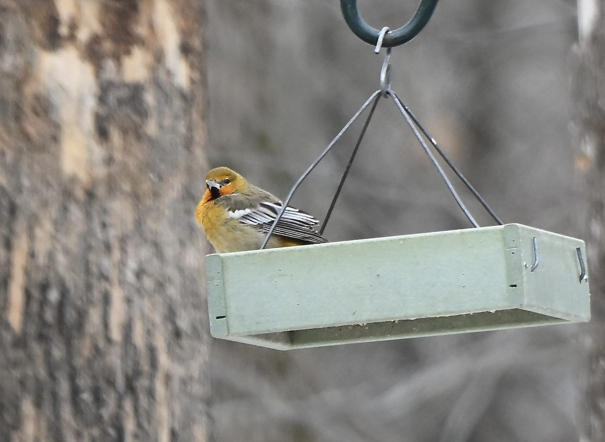 Bullock's Oriole - ML646861177