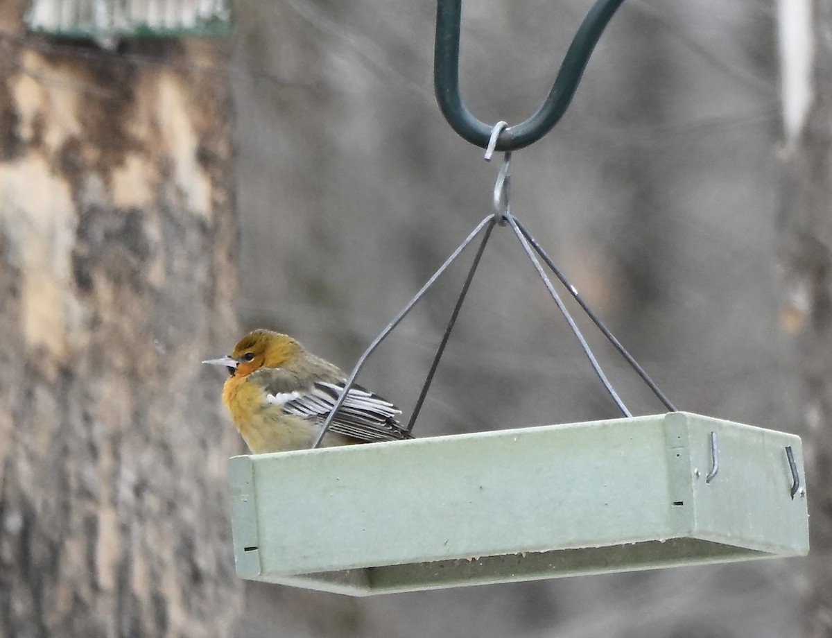Bullock's Oriole - ML646861178