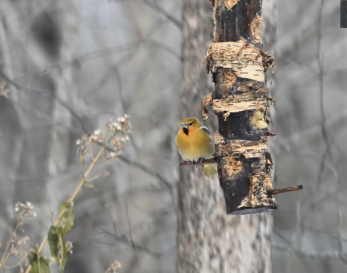 Bullock's Oriole - ML646861179