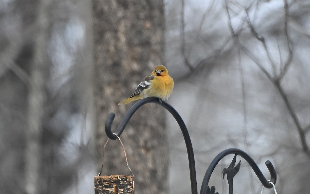 Bullock's Oriole - ML646861180