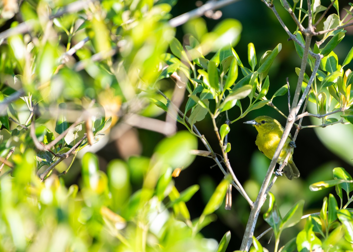 Common Iora - ML646861186