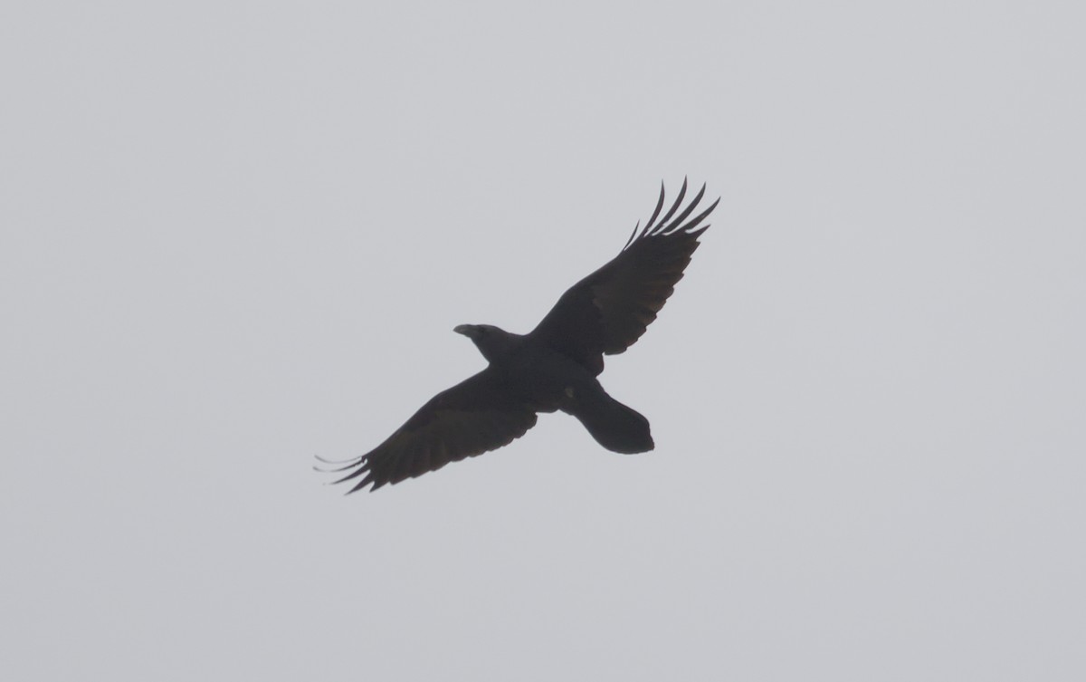 Common Raven - ML646861188