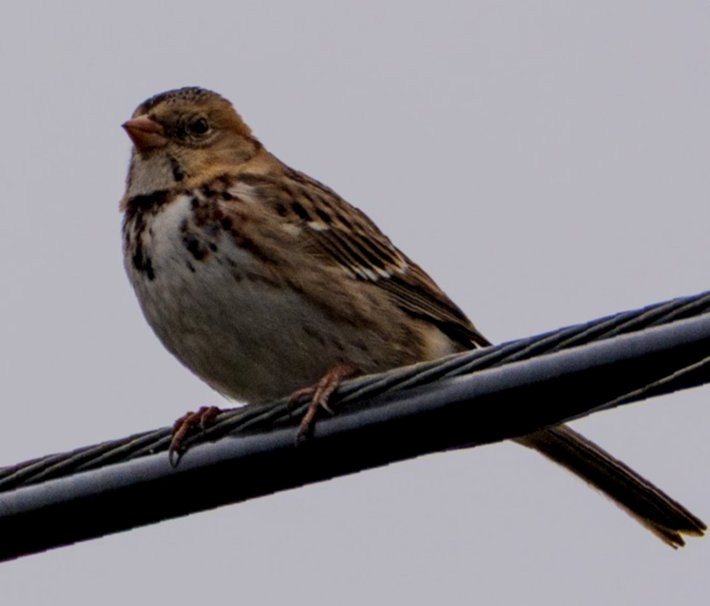 Harris's Sparrow - ML646861190
