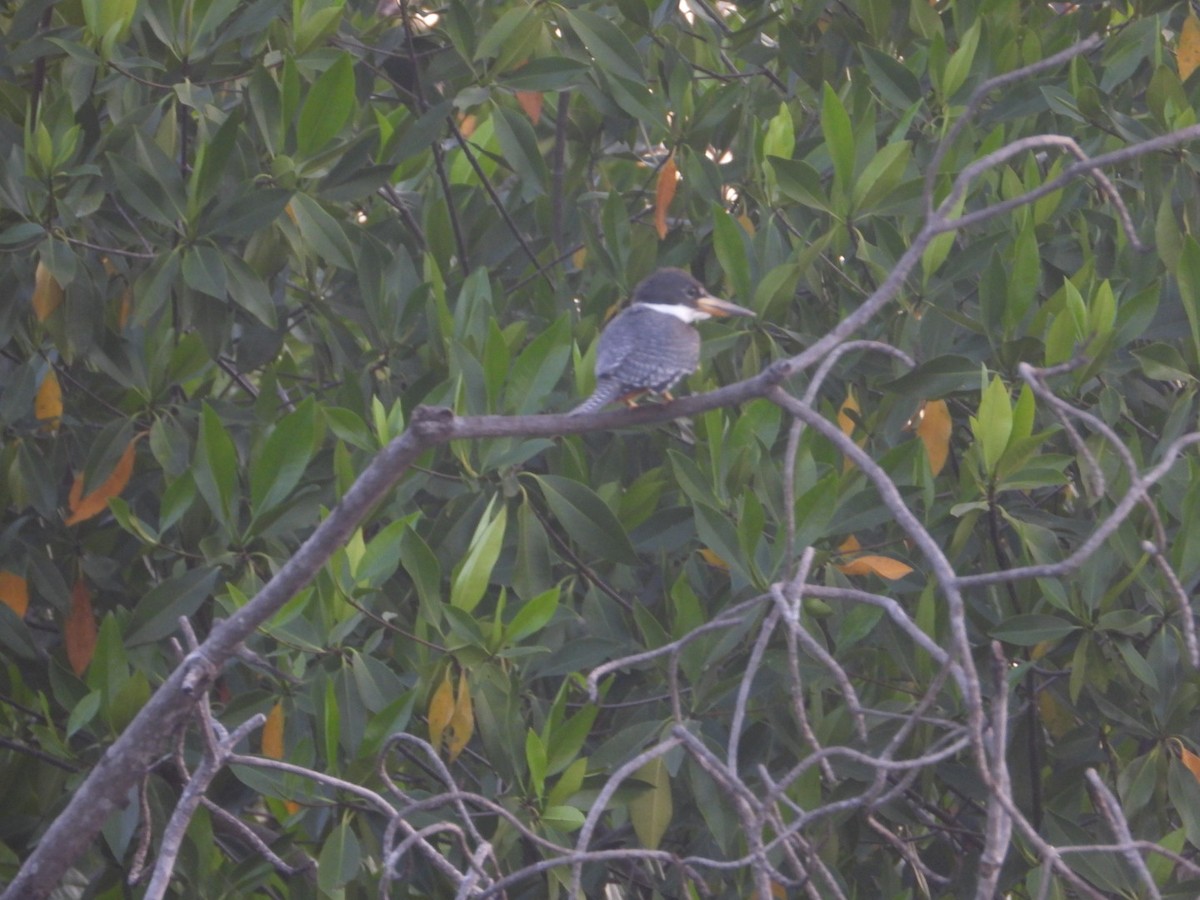 Ringed Kingfisher - ML646861191