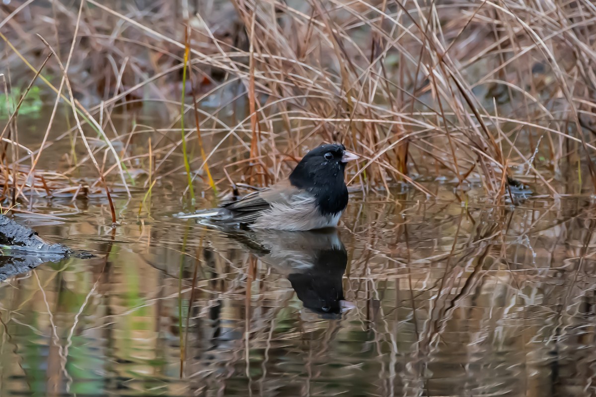 Dark-eyed Junco - ML646861197