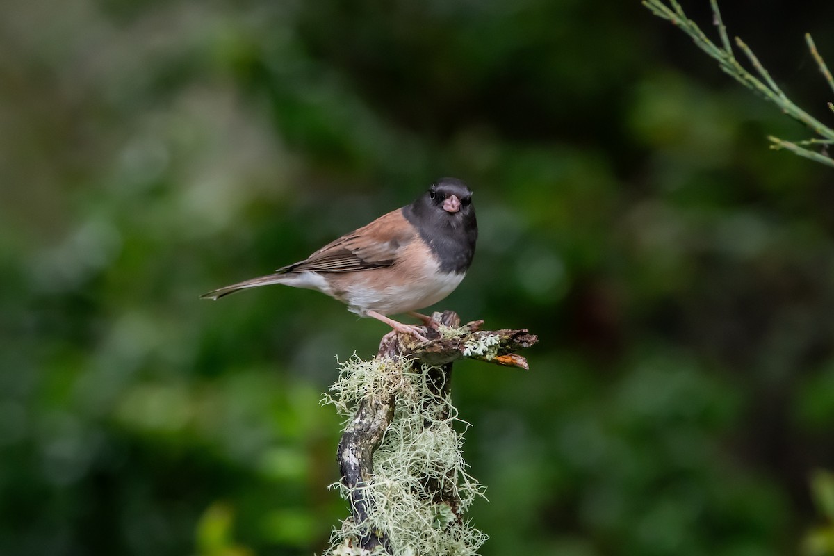 Dark-eyed Junco - ML646861198