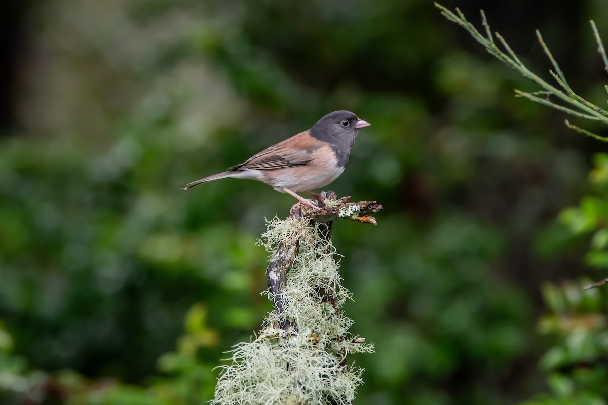 Dark-eyed Junco - ML646861199