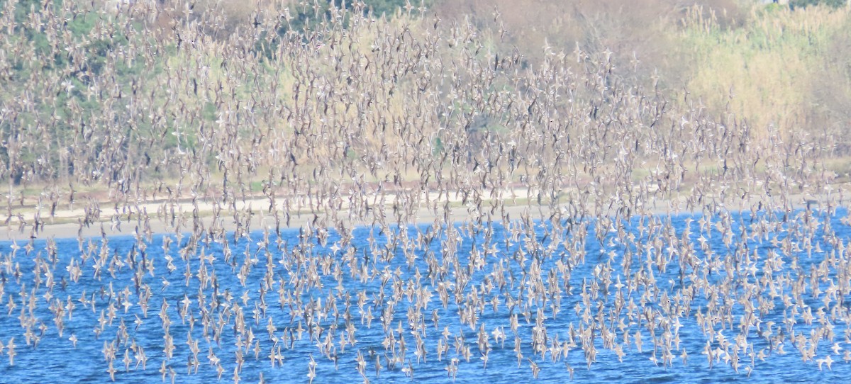 Чернозобик - ML646861200