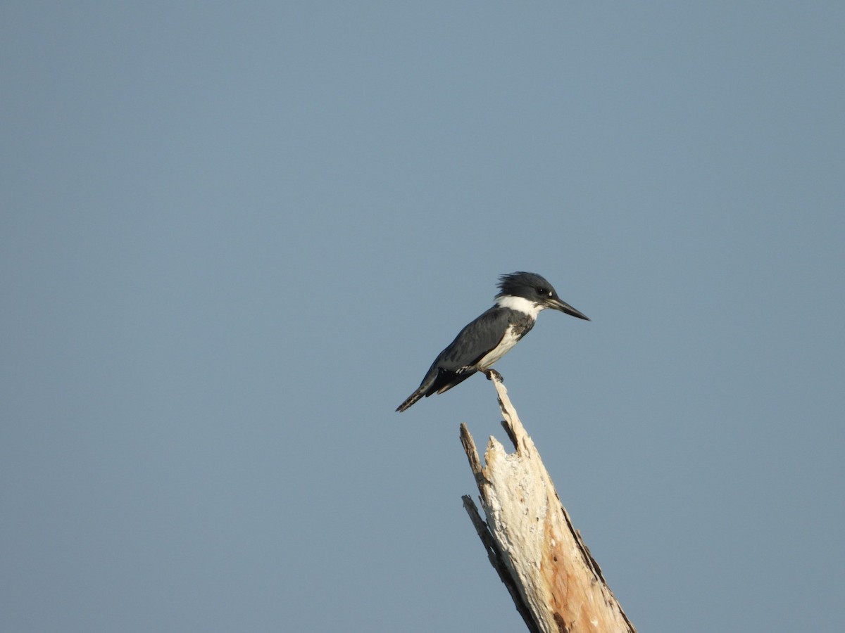 Belted Kingfisher - ML646861201