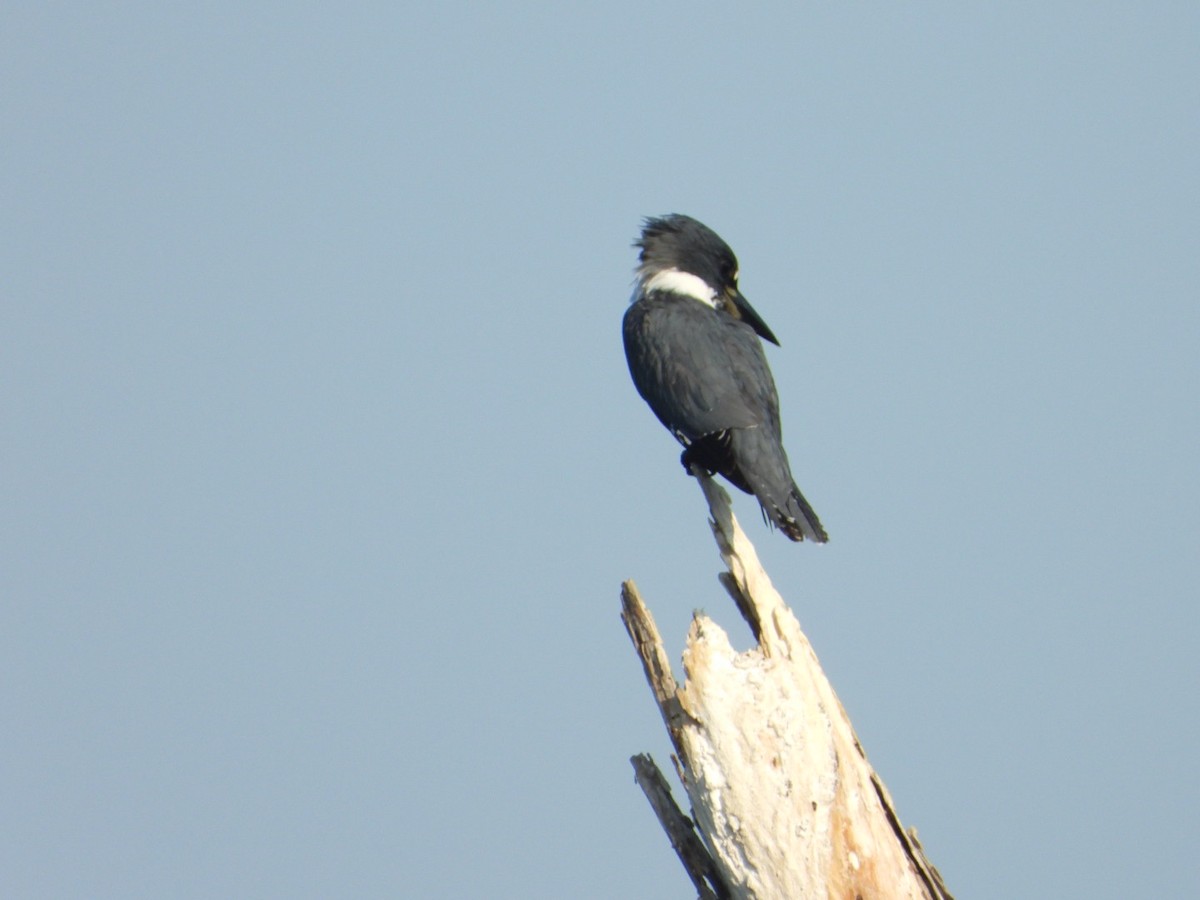 Belted Kingfisher - ML646861202