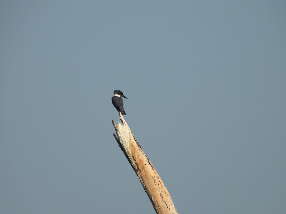 Belted Kingfisher - ML646861203