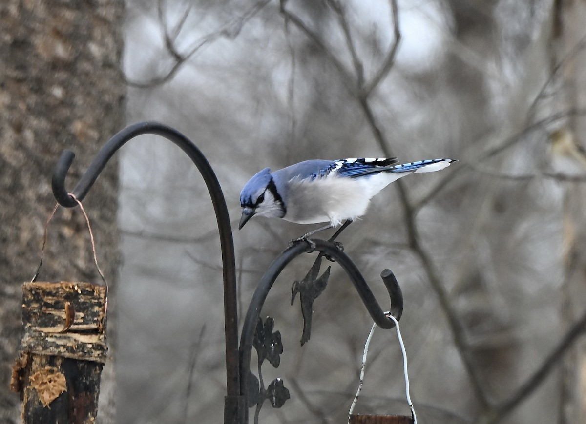Blue Jay - ML646861204
