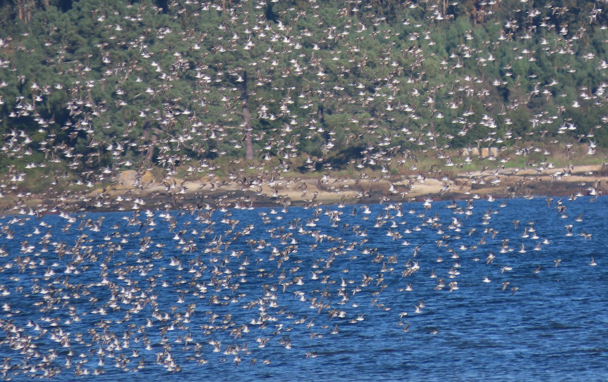 Чернозобик - ML646861205