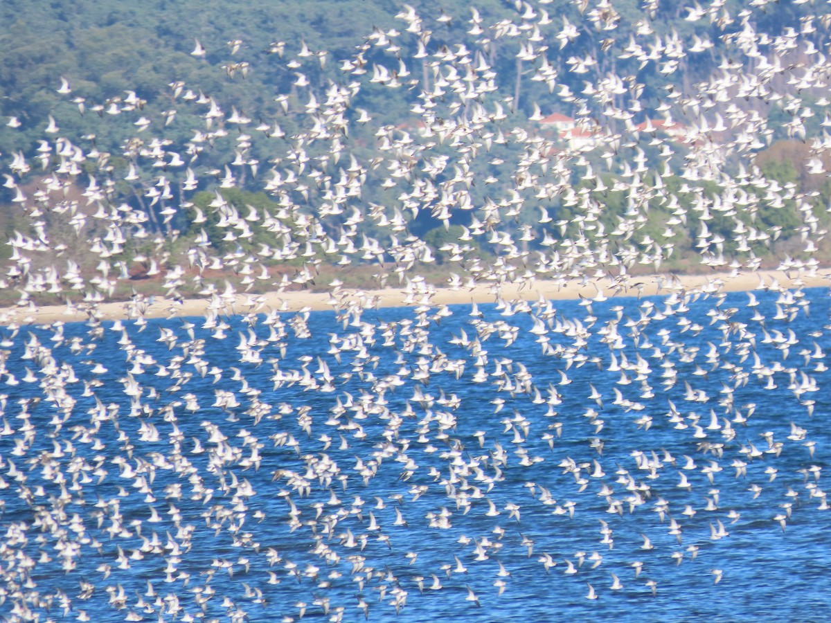 Чернозобик - ML646861209